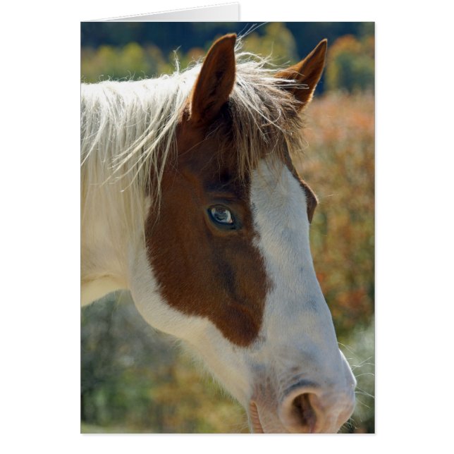 Horse Postcard (Front)