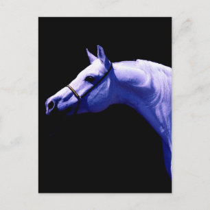Horse Postcard