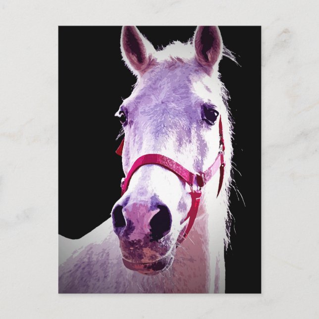 Horse Postcard (Front)