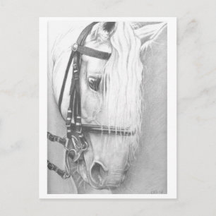 Horse postcard