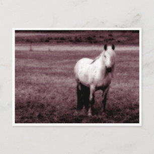 Horse Postcard