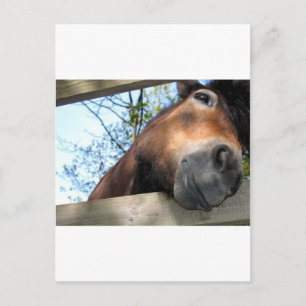 Horse Postcard