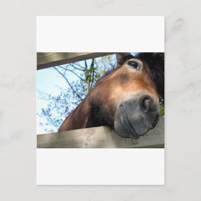 Horse Postcard (Front)