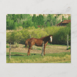 Horse Postcard