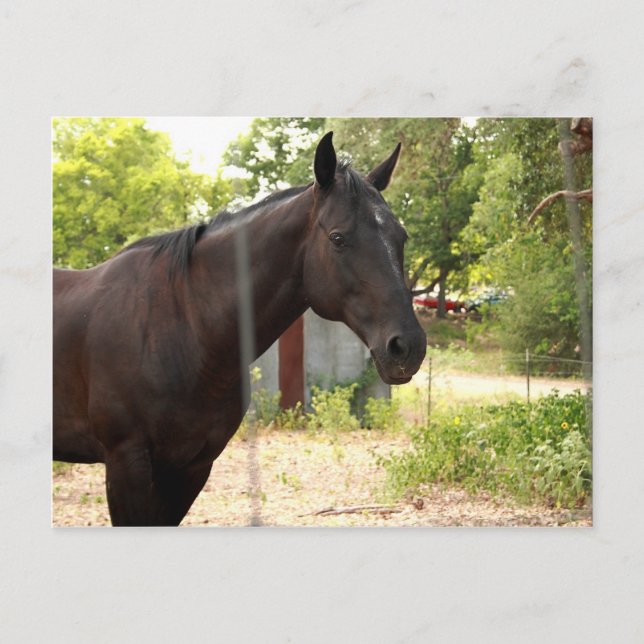 Horse Postcard (Front)