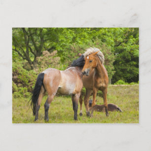 Horse postcard