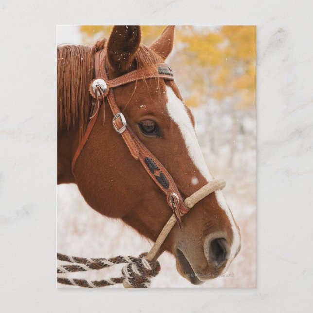 Horse Postcard (Front)