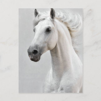 Horse Postcard
