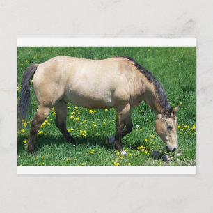 Horse Postcard