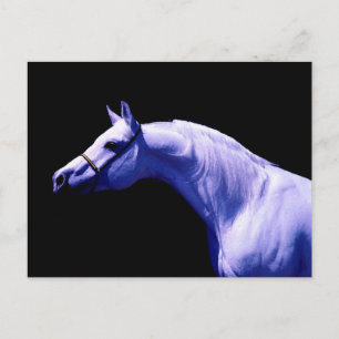 Horse Postcard