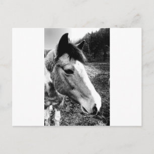 Horse Postcard
