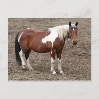 horse postcard