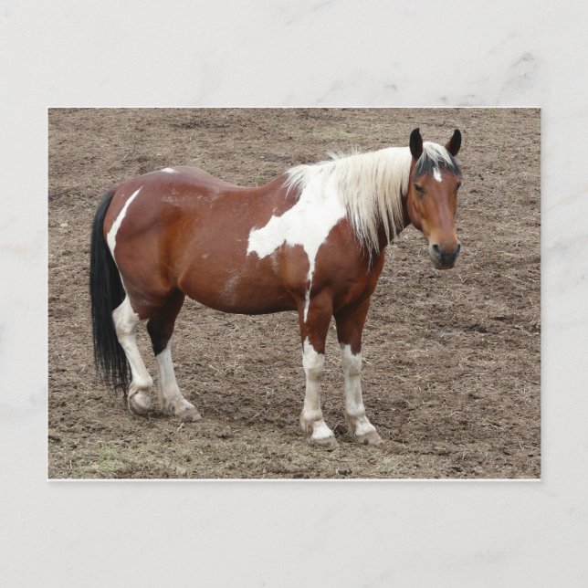 horse postcard (Front)