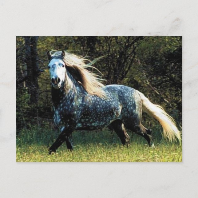 Horse Postcard (Front)