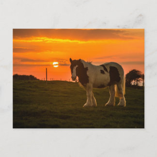 Horse Postcard