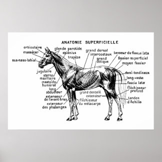 Horse Poster