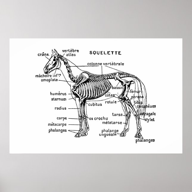 Horse Poster (Front)