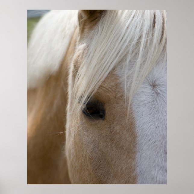 Horse Poster (Front)