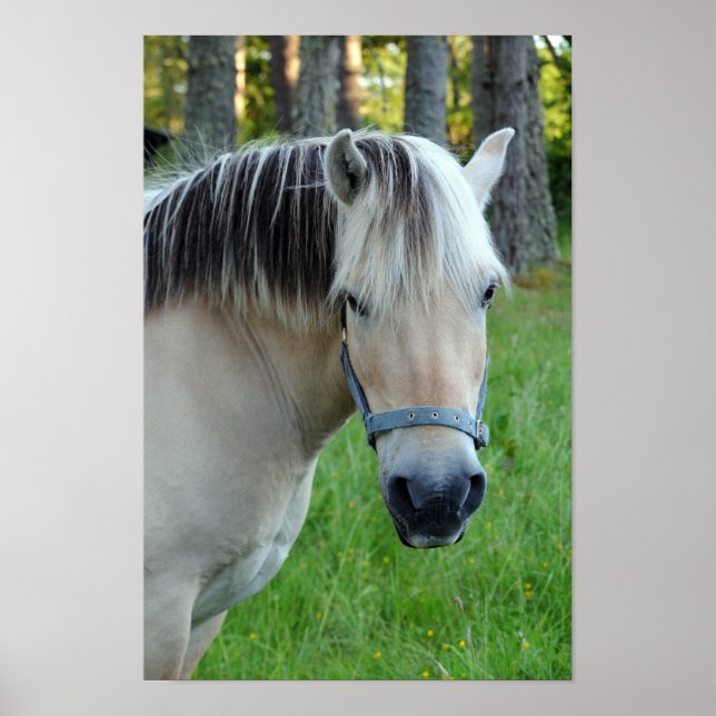 Horse Poster (Front)