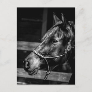 Horse Profile Postcard
