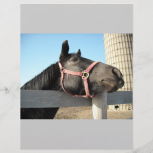 Horse/Ranch/Barn Flyer