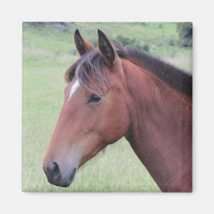 Horse Ranch Farm Country Pet Cute Animal Magnet