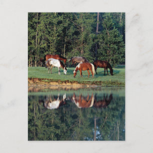Horse Reflection Postcard