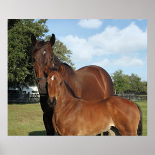 Horse Royale Print -24x20 -click for smaller