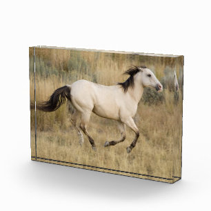 Horse Running Through Prairie Grass Photo Block