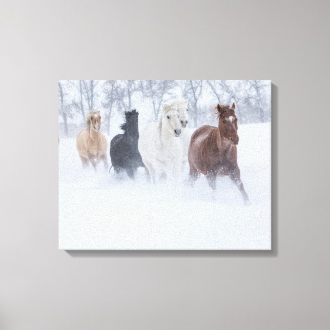 Horse Running Through the Snow Canvas Print (Front)