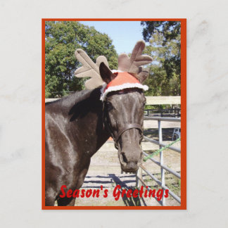 Horse Season's Greetings Holiday Postcard