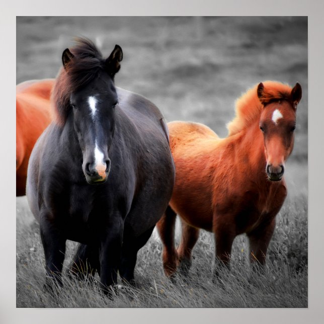 Horse Selective Colour Minimalist Photography Art Poster (Front)