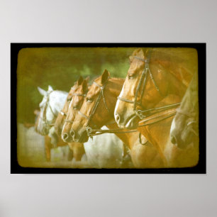 Horse Show Lineup Poster