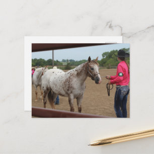 Horse Show Showmanship Spotted Pony of America  Postcard