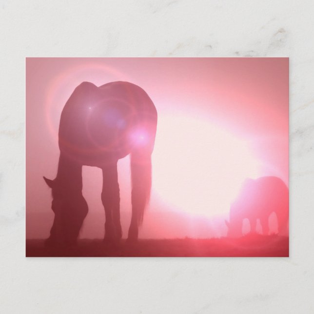 Horse Silhouette Postcard (Front)