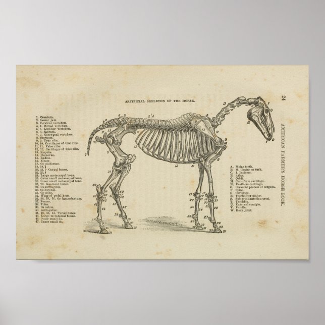 Horse Skeletal Anatomy Print (Front)