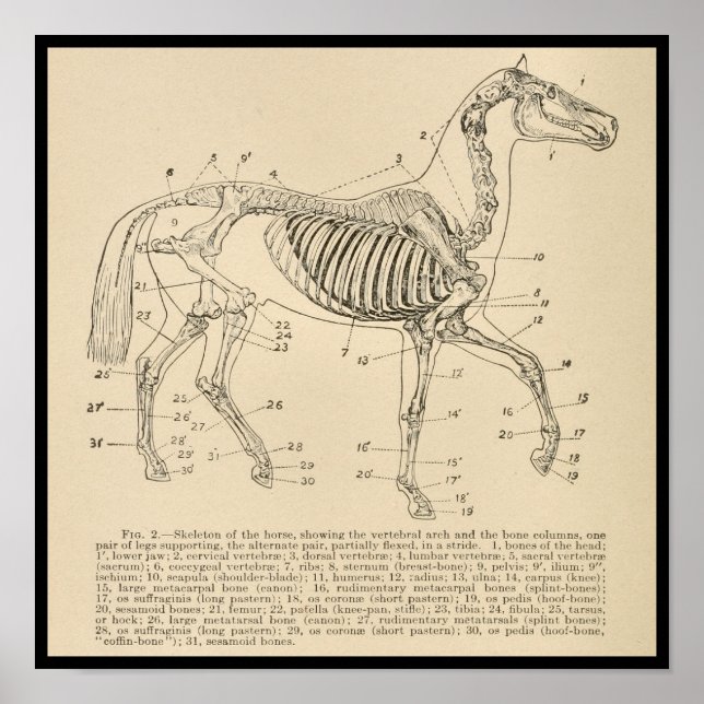 Horse Skeleton Anatomy Chart (Front)