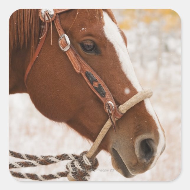 Horse Square Sticker (Front)