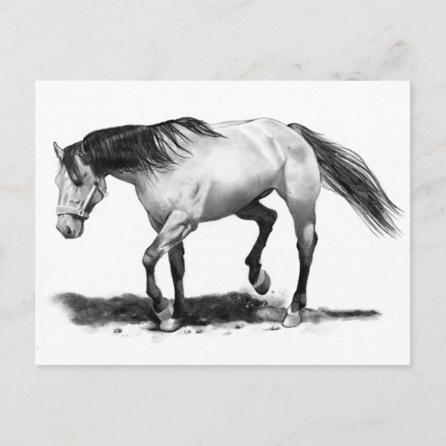 HORSE, STALLION, PENCIL ART REALISM POSTCARD (Front)