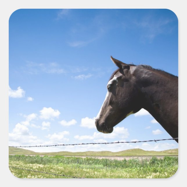Horse standing at fence in pasture square sticker (Front)