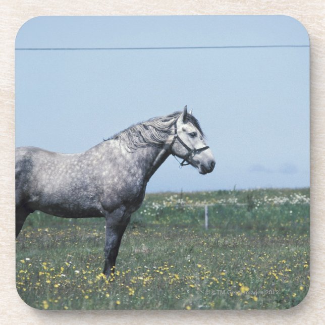 Horse standing in field coaster (Front)