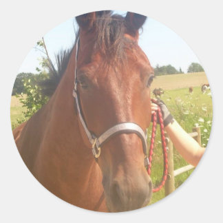 Horse sticker - heste klistermærke