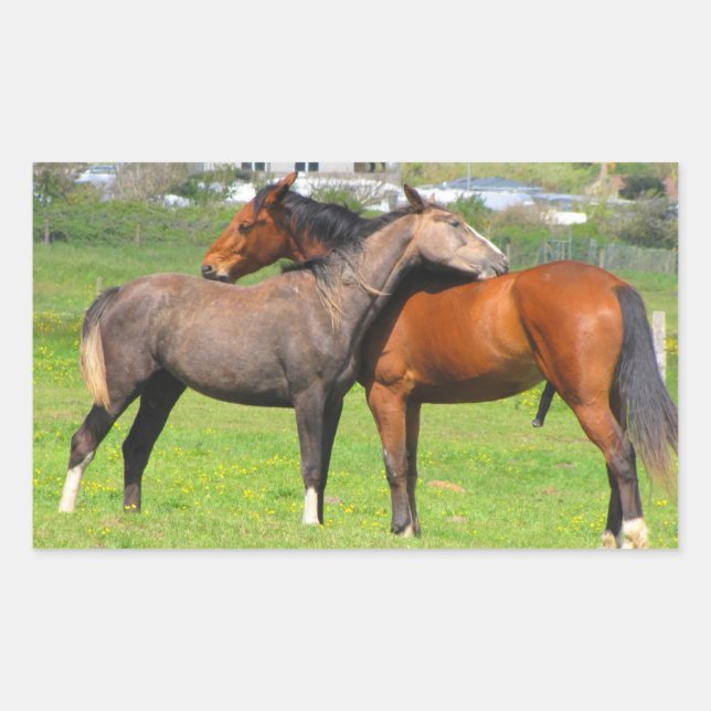 Horse stickers (Front)