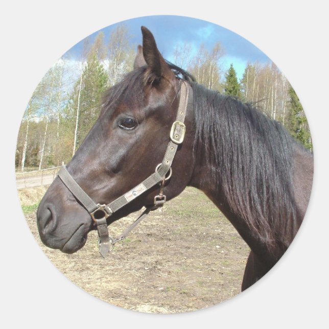 Horse stickers (Front)