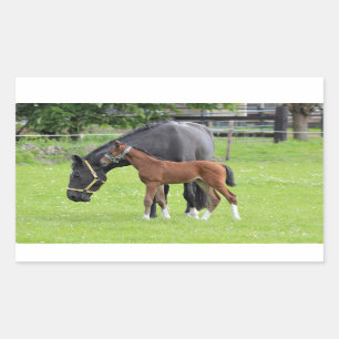Horse stickers