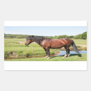 Horse stickers