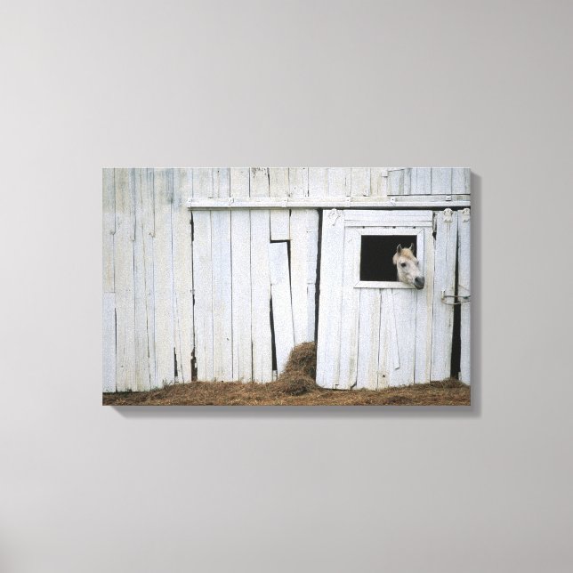 Horse Sticking Head out Barn Window Canvas Print (Front)