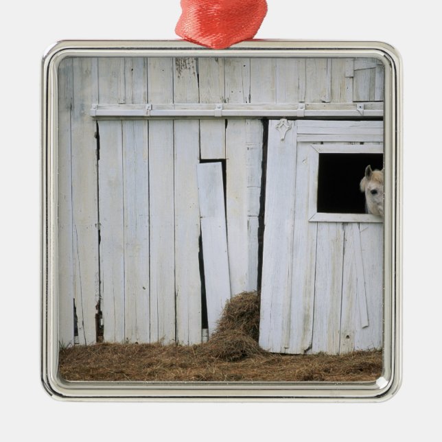 Horse Sticking Head out Barn Window Metal Ornament (Front)