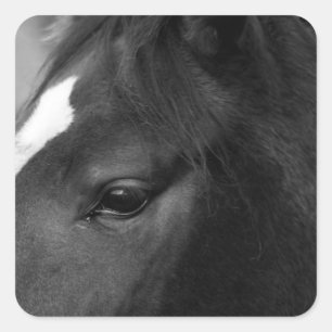 Horse stkcnm square sticker