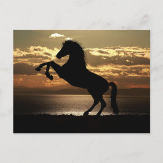horse sunset silhouette postcard